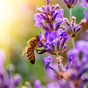 Premium Unifloral Raw Lavender Honey